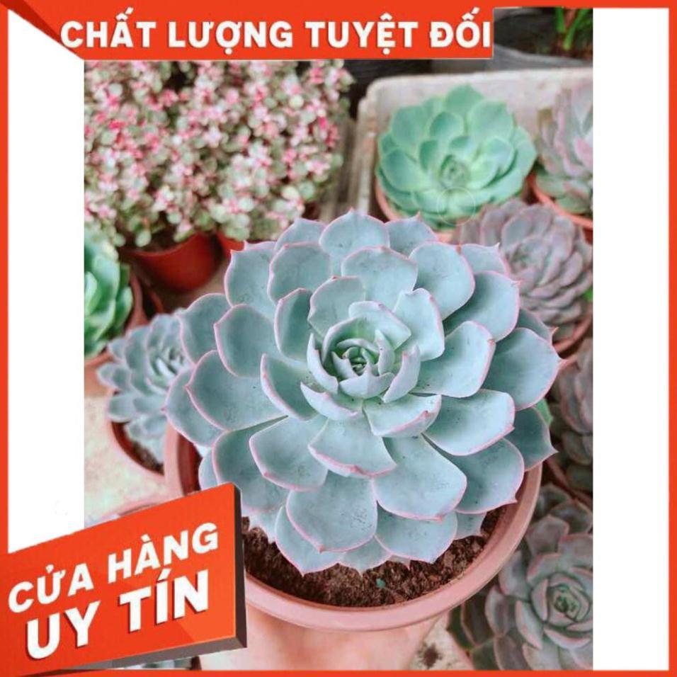 Sen đá size đại Nhiều Người Mua