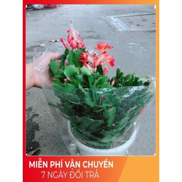 Hoa Tiểu Quỳnh