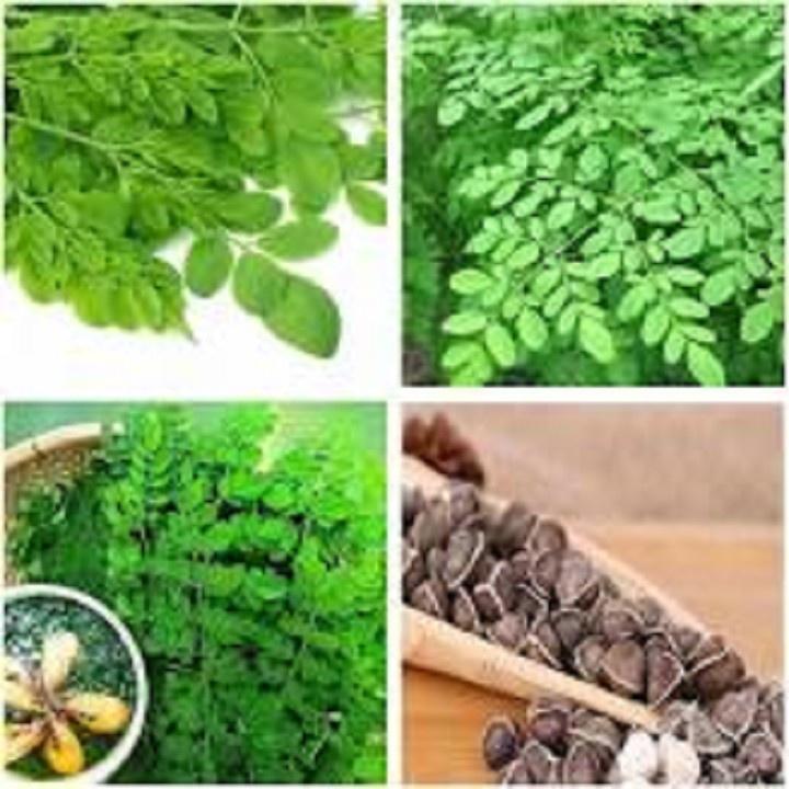 CÂY GIỐNG CÂY RAU CHÙM NGÂY