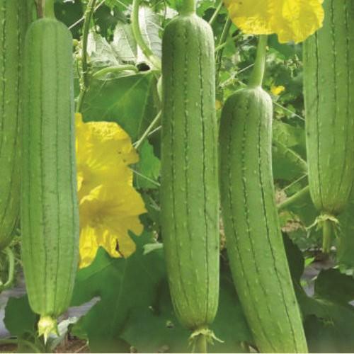 Hạt giống mướp các loại hạt giống uy tín