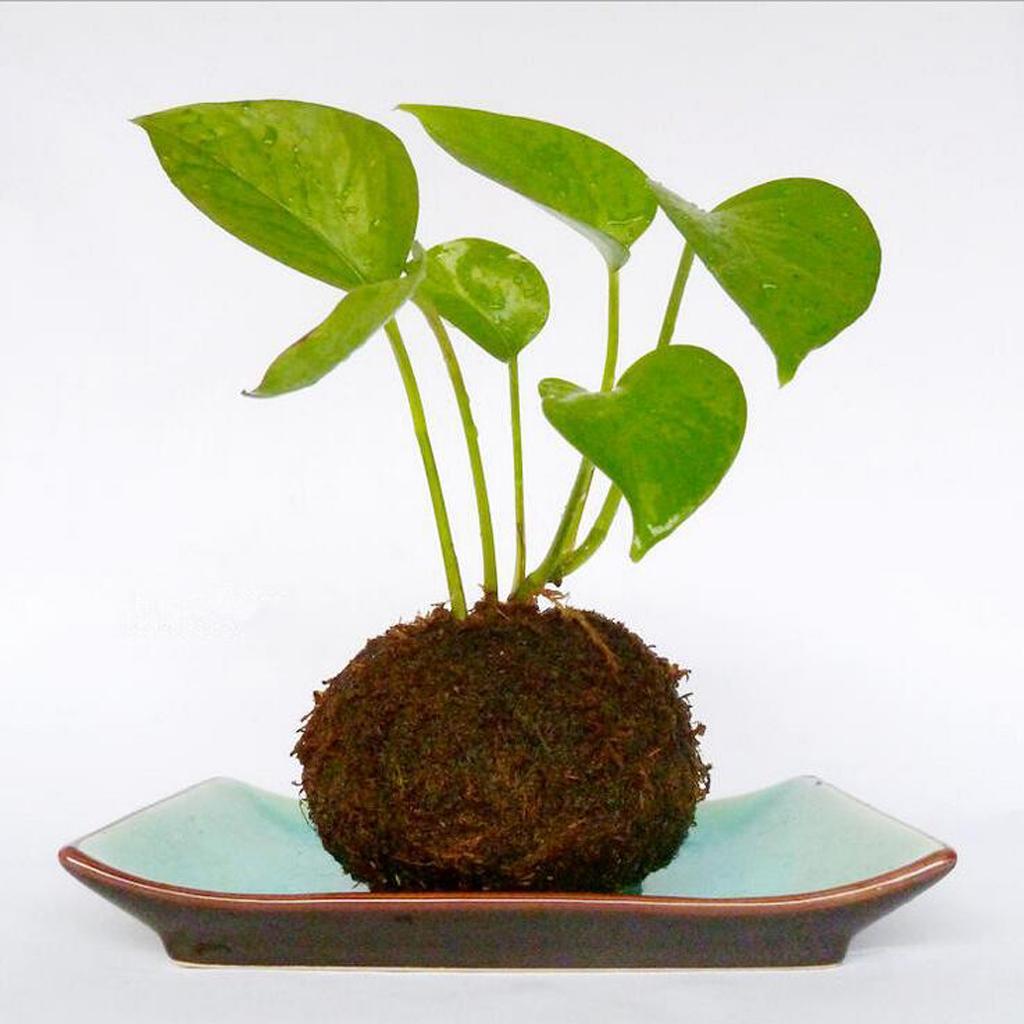 Hình ảnh 9X Creative  Ball Flower Pot Planter Bonsai Plant Holder Home Garden 9cm