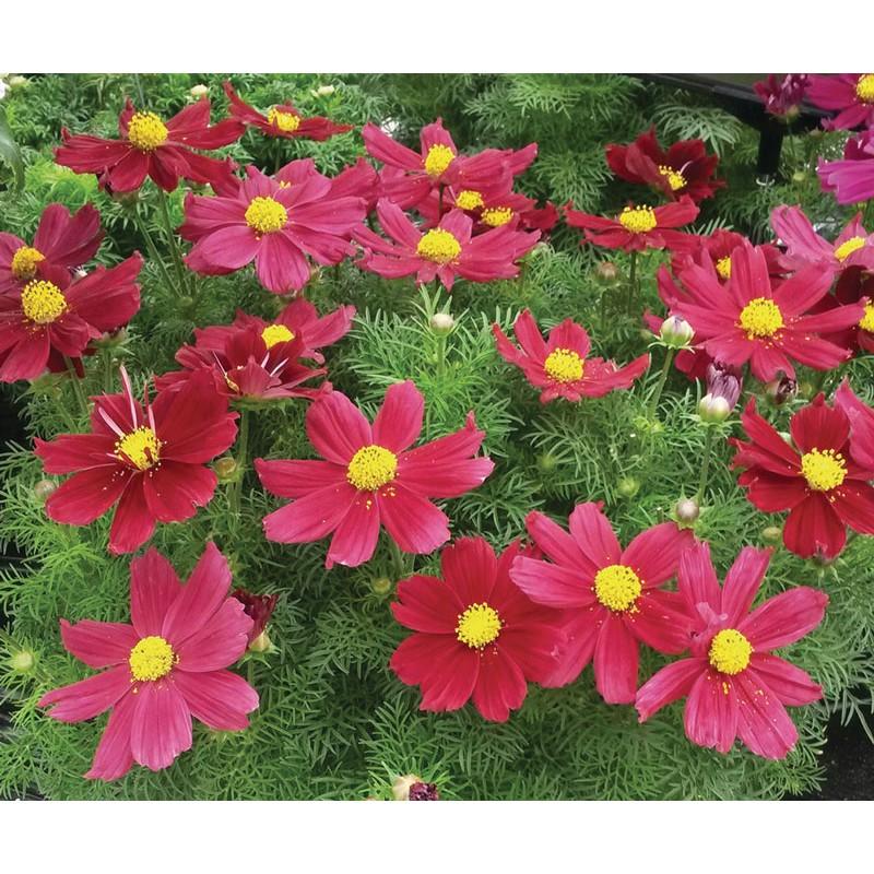 Hạt Giống Hoa Cánh Bướm Màu Đỏ