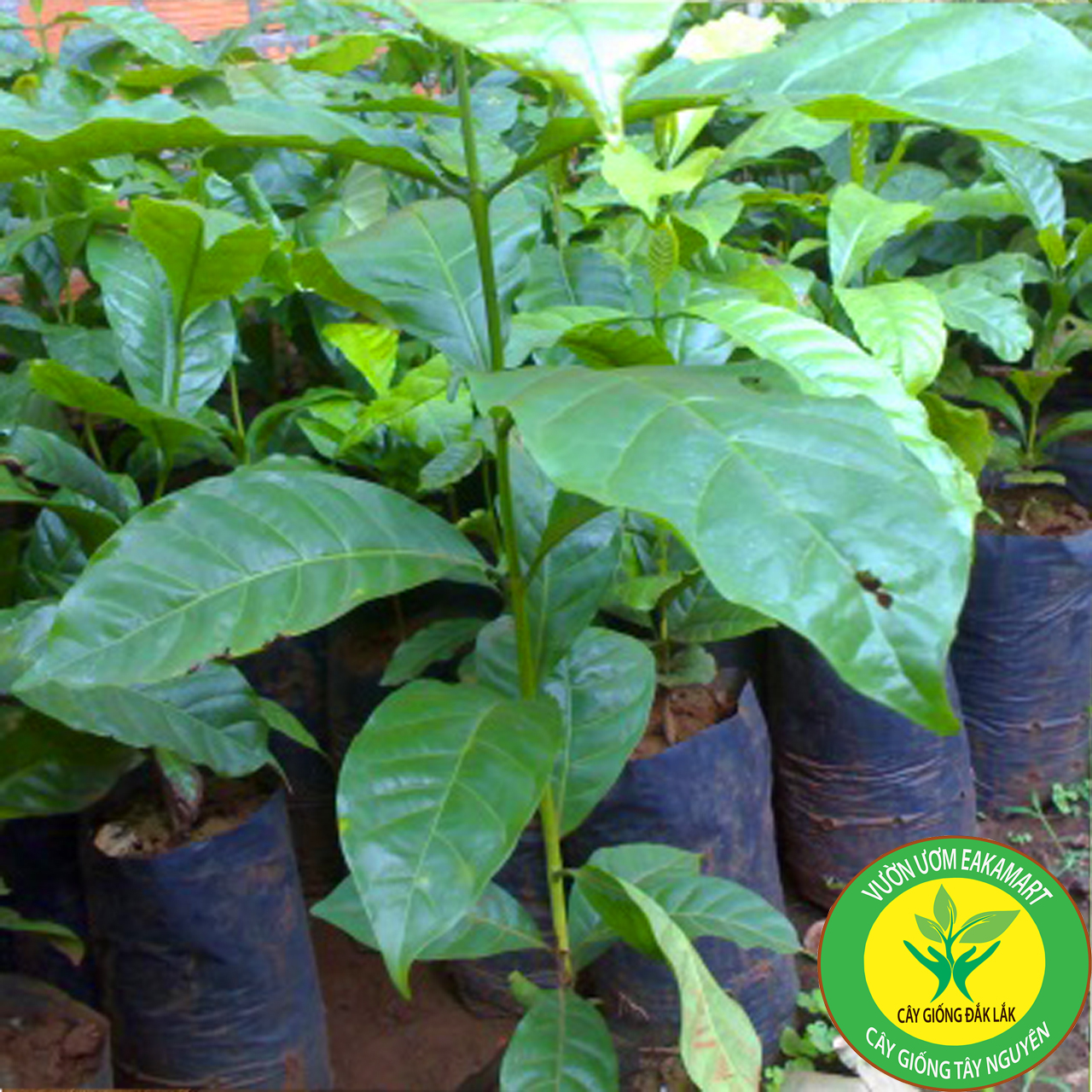 Cây cà phê arabica giống