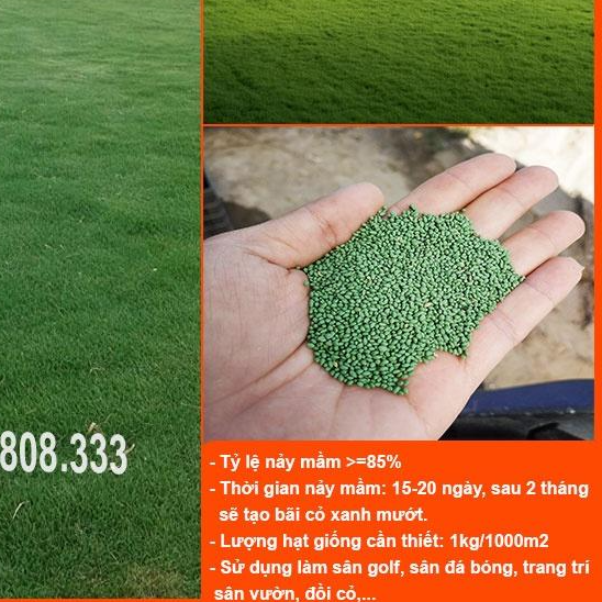 HẠT GIỐNG CỎ THẢM BERMUDA XANH - CỎ THẢM TRANG TRÍ SÂN VƯỜN, SÂN BÓNG, CỎ CHĂN NUÔI