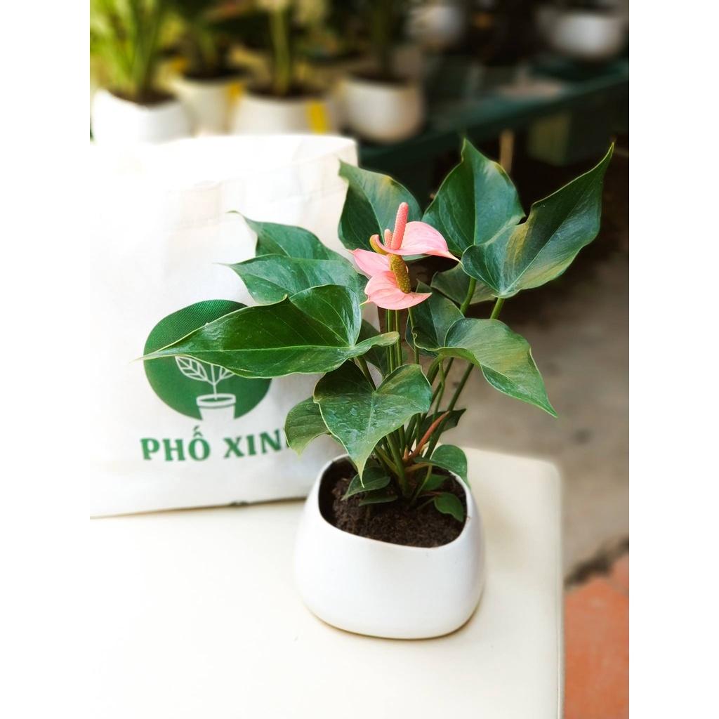 Cây Hồng Môn