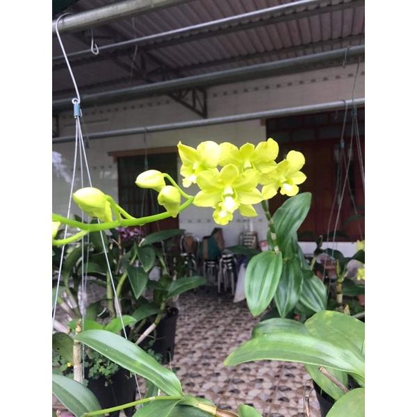 Phân Bón Hoa Lan Và Cây Kiểng Kích Thích Ra Rể Và Ra Hoa Tan Chậm 1 tép siêu rẻ