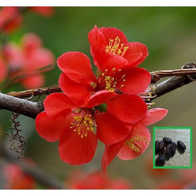Hạt giống hoa mai trung quốc hoa màu đỏ -