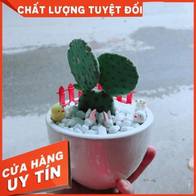 Chậu Xương Rồng Tai Thỏ