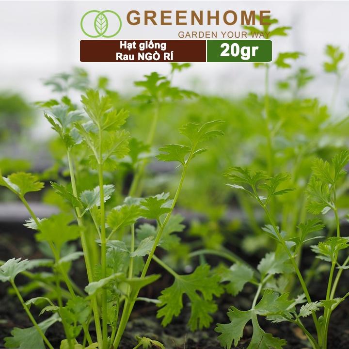 Hạt Giống Ngò Rí Greenhome, Gói 20gr, Dễ Trồng Quanh Năm, Nảy Mầm Cao, Thu Hoạch Nhanh, Năng Suất Cao G03