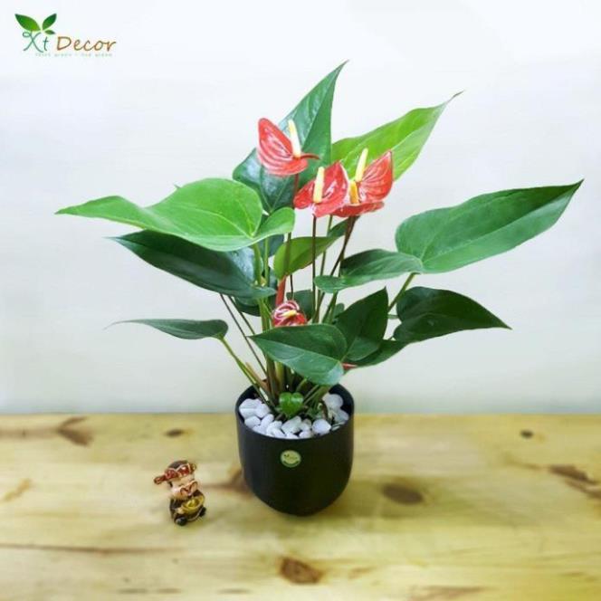 Chậu cây hồng môn MÀU HỒNG ĐẬM, cây phong thủy để bàn cho gia chủ vượng khí , nhiều tài lộc