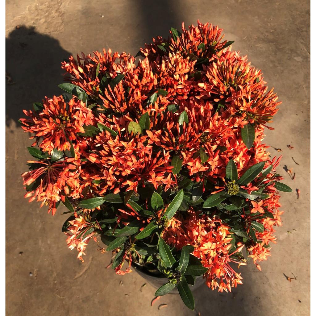 Chậu trang Thái siêu bông hoa màu hồng