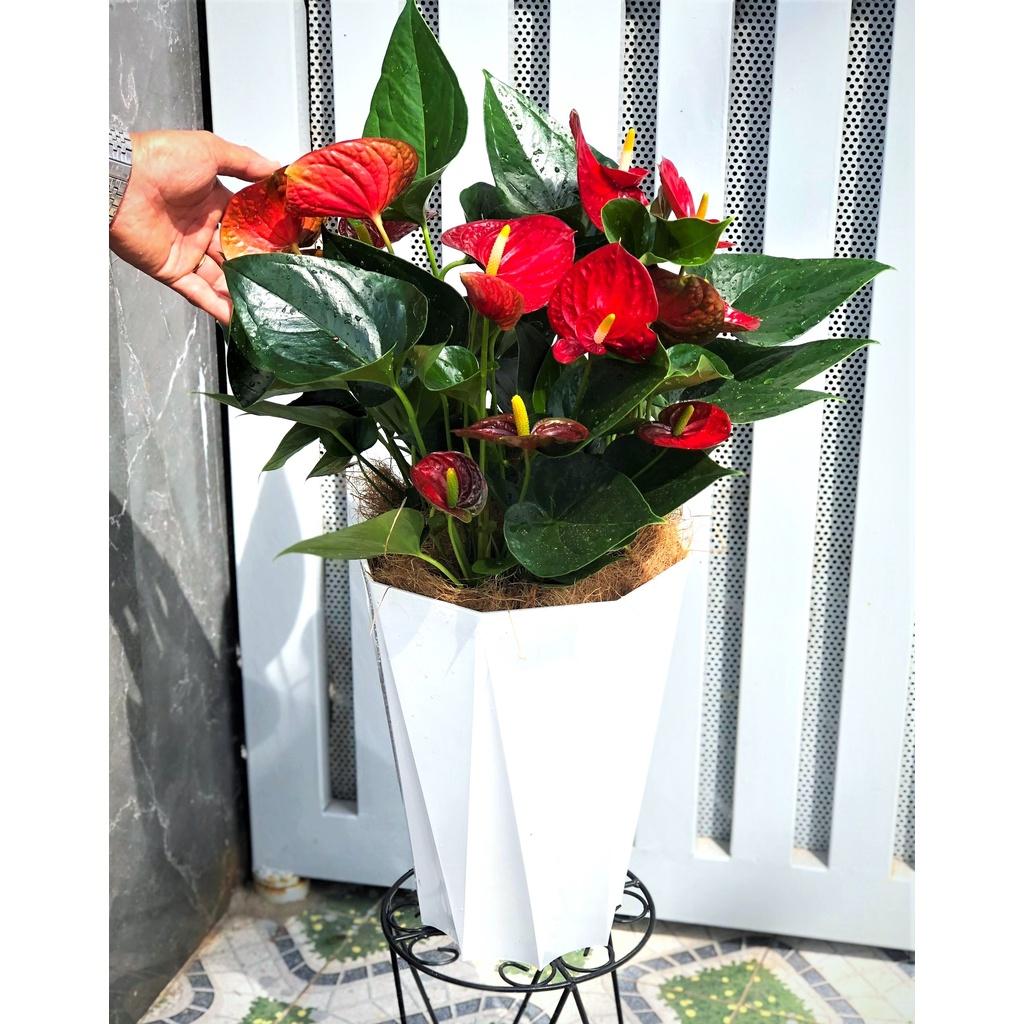 Chậu 3 cây hồng môn trang trí nhà cửa - văn phòng chỉ giao tại TP.HCM