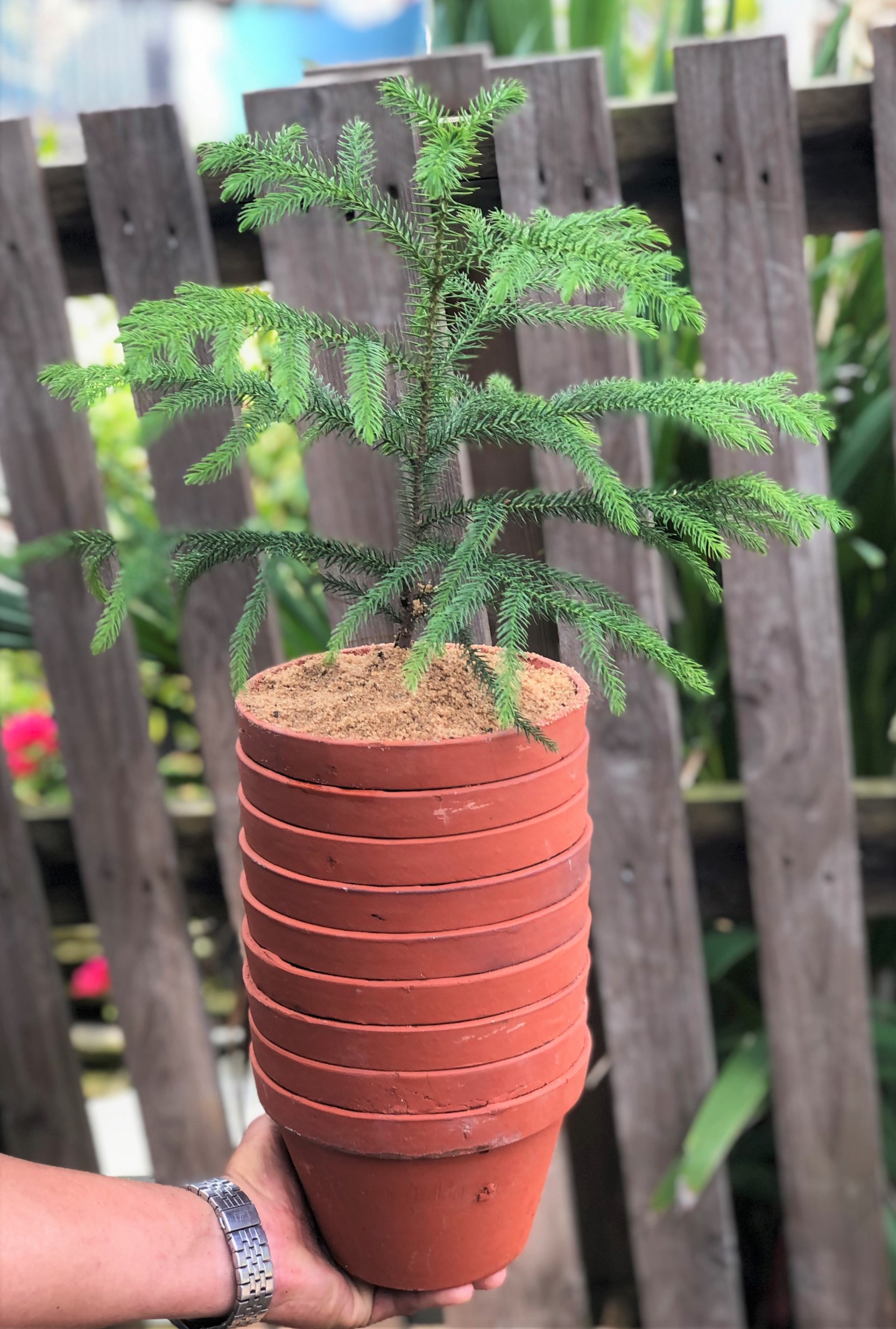 Bộ 10 chậu đất nung trồng lan trồng cây số 2 rộng 17 cm x cao 11 cm