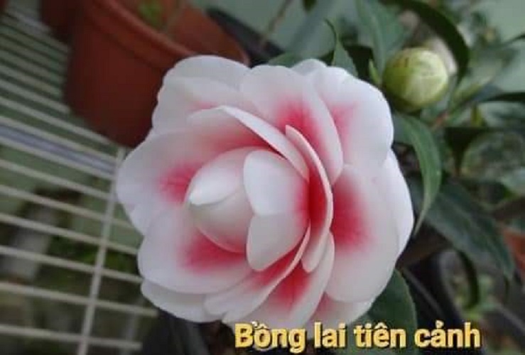 Cây trà my  Bồng Lai Tiên Cảnh, cây đẹp, giống nhập, cam kết chất lượng