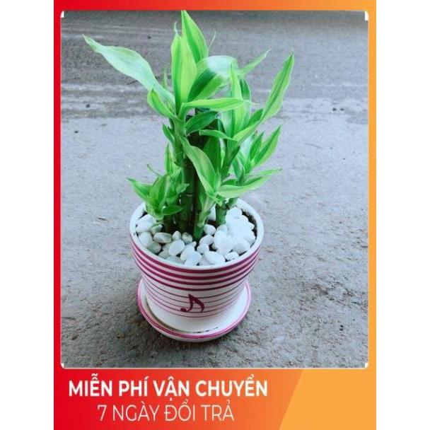 Chậu Trúc Phát Tài