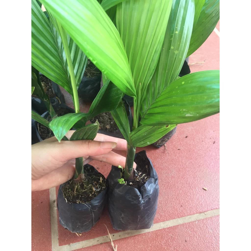 CÂY GIỐNG CAU LAI