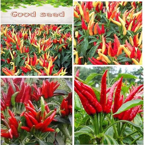 Hạt giống ớt chùm đỏ siêu cay Thái Lan - gói 0.5gram - 95 hạt