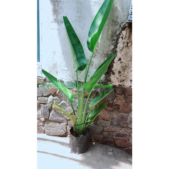 Chuối Rẻ Quạt chỉ giao hcm