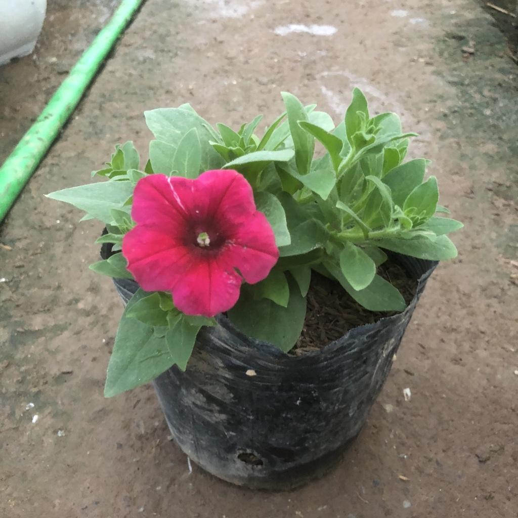 Cây hoa dạ yến thảo F2, chiều cao 15cm sức sống khỏe hoa cực bắt mắt dễ dàng chăm sóc thích hợp trang trí ban công