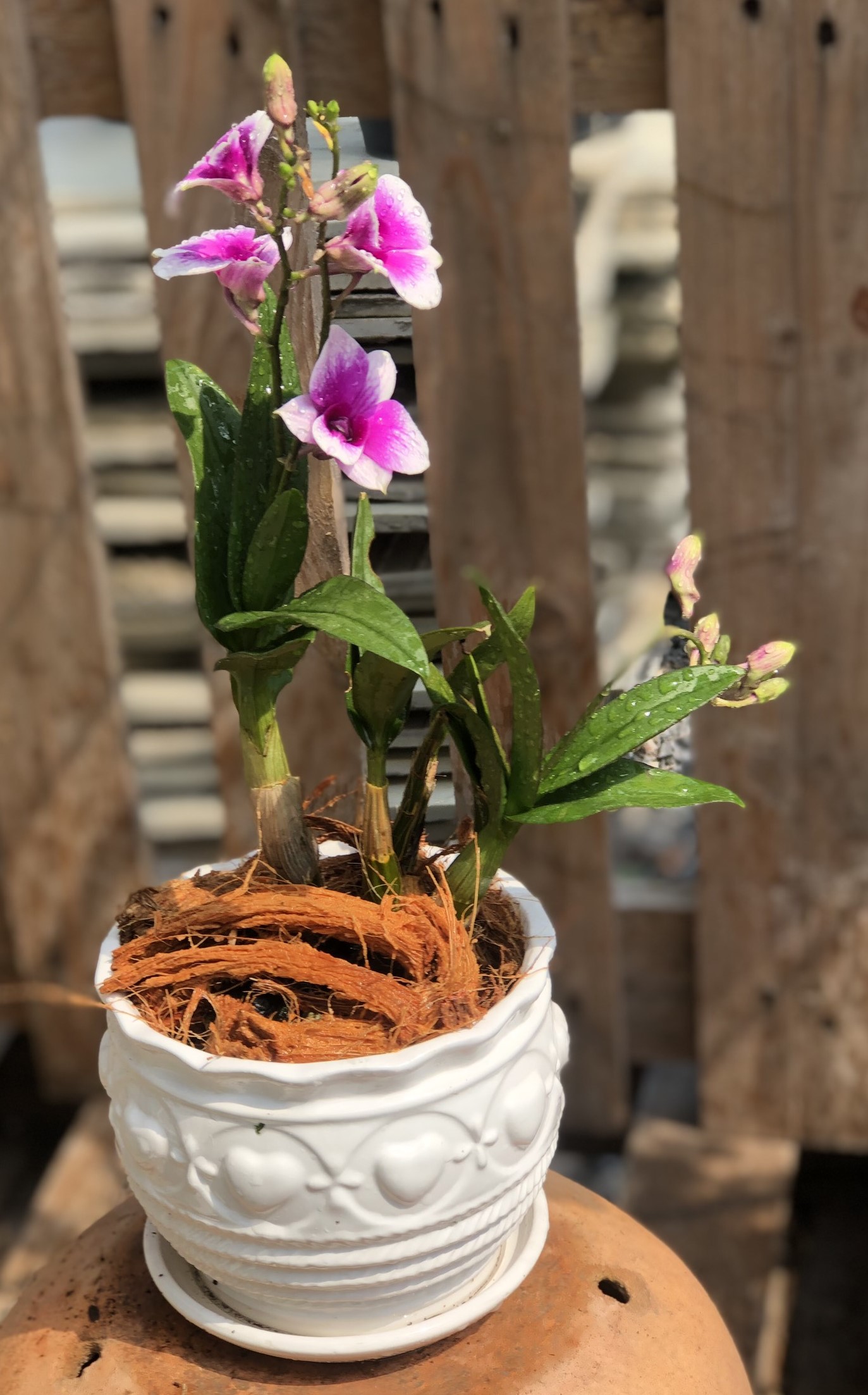 Chậu sứ lan Denro Yaya để bàn