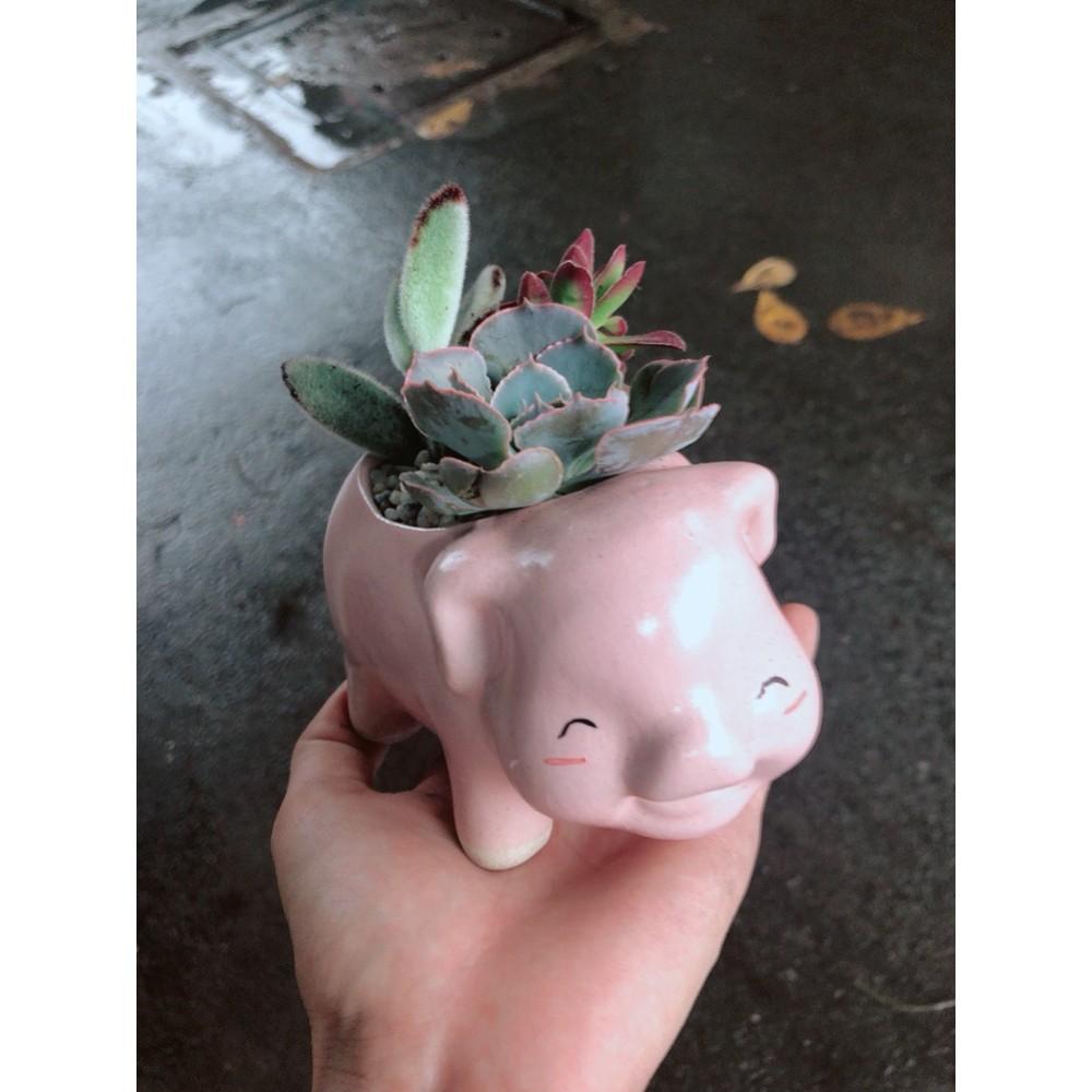 Chậu sen đá tiểu cảnh 13