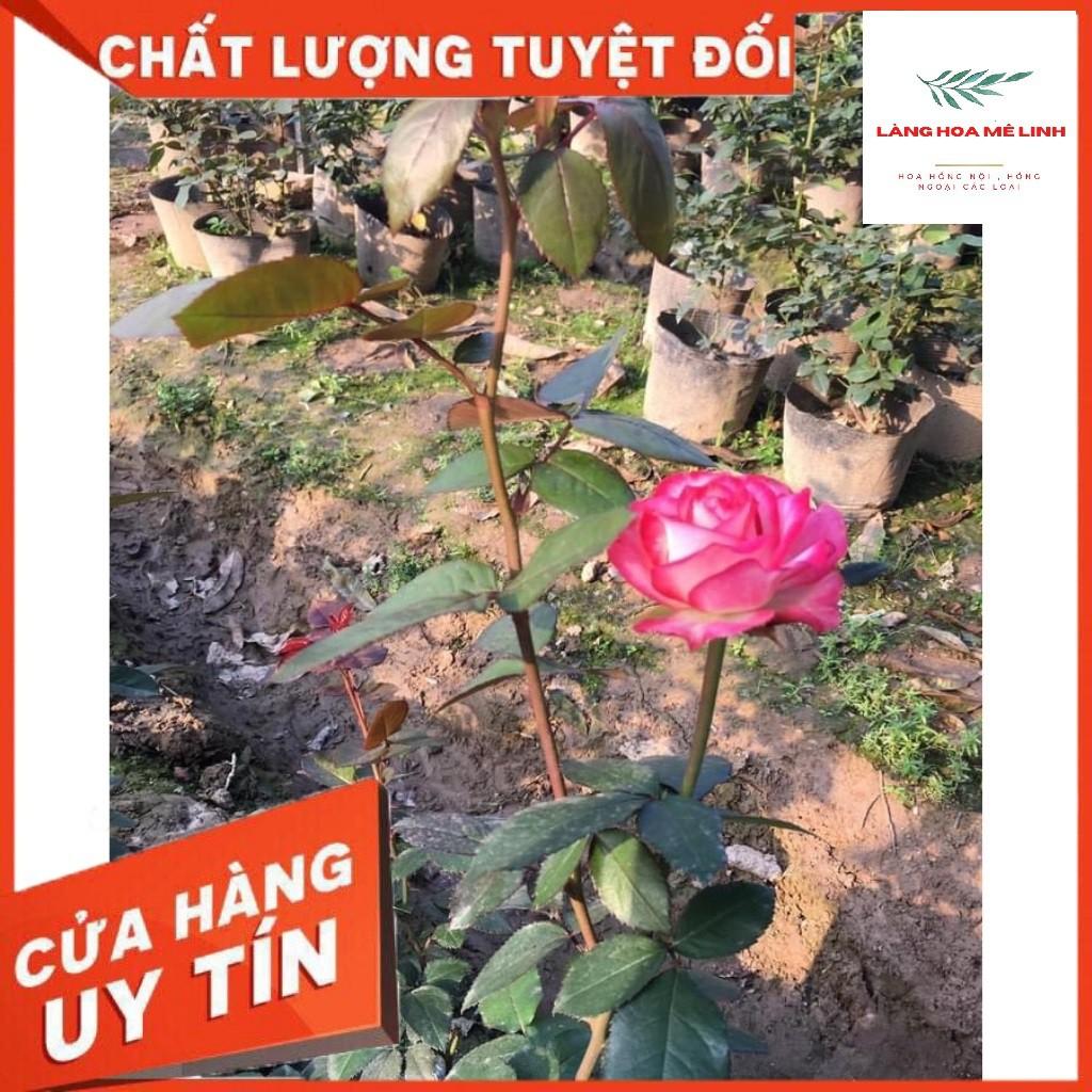 Cây Hoa hồng Nội Sếu - VẺ ĐẸP ẢO DIỆU ẨN MÌNH DƯỚI CÁI TÊN BÌNH DỊ️️ ️️