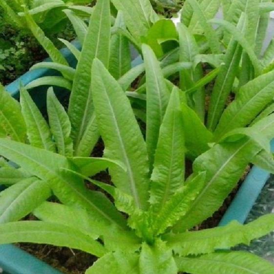 Combo 2 gói Hạt Giống Rau Diếp Thơm Đặc Biệt-gói  5Gram-tặng kèm gói phân bón lót