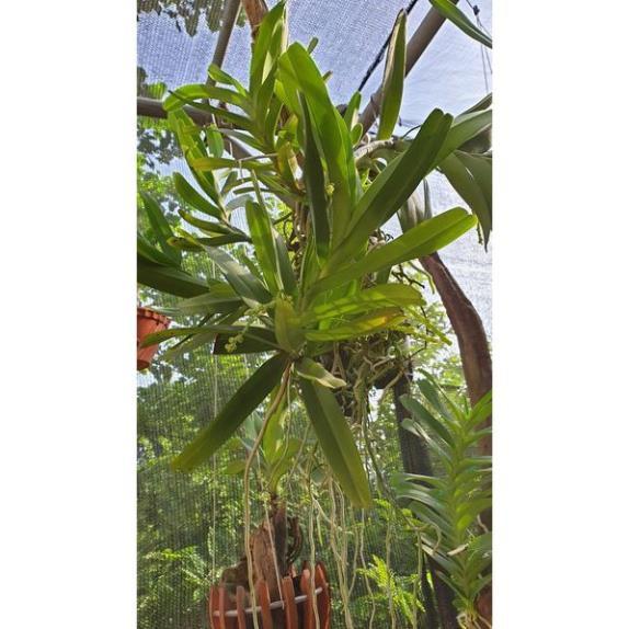 Hoa lan bạch nhạn