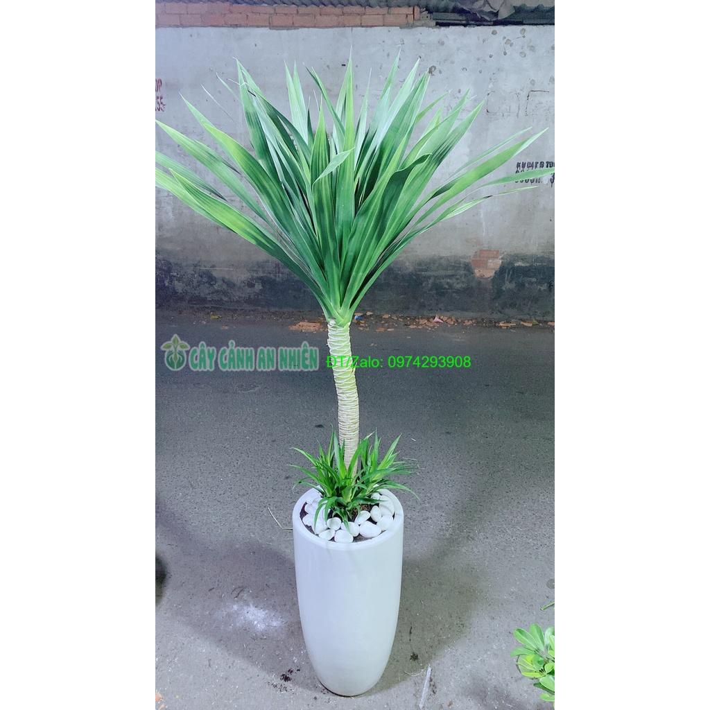 Chậu Cây Phát Tài Núi