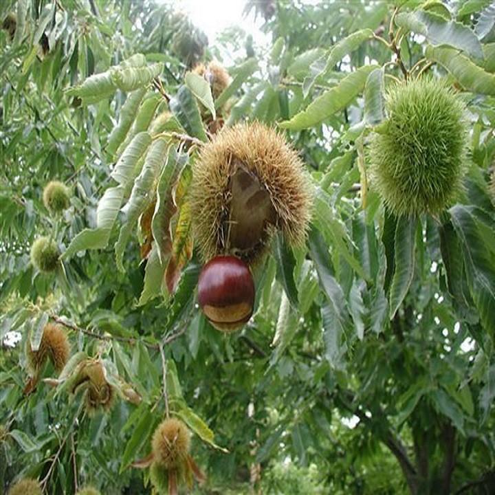 CÂY HẠT DẺ ĐEN TRÙNG KHÁNH