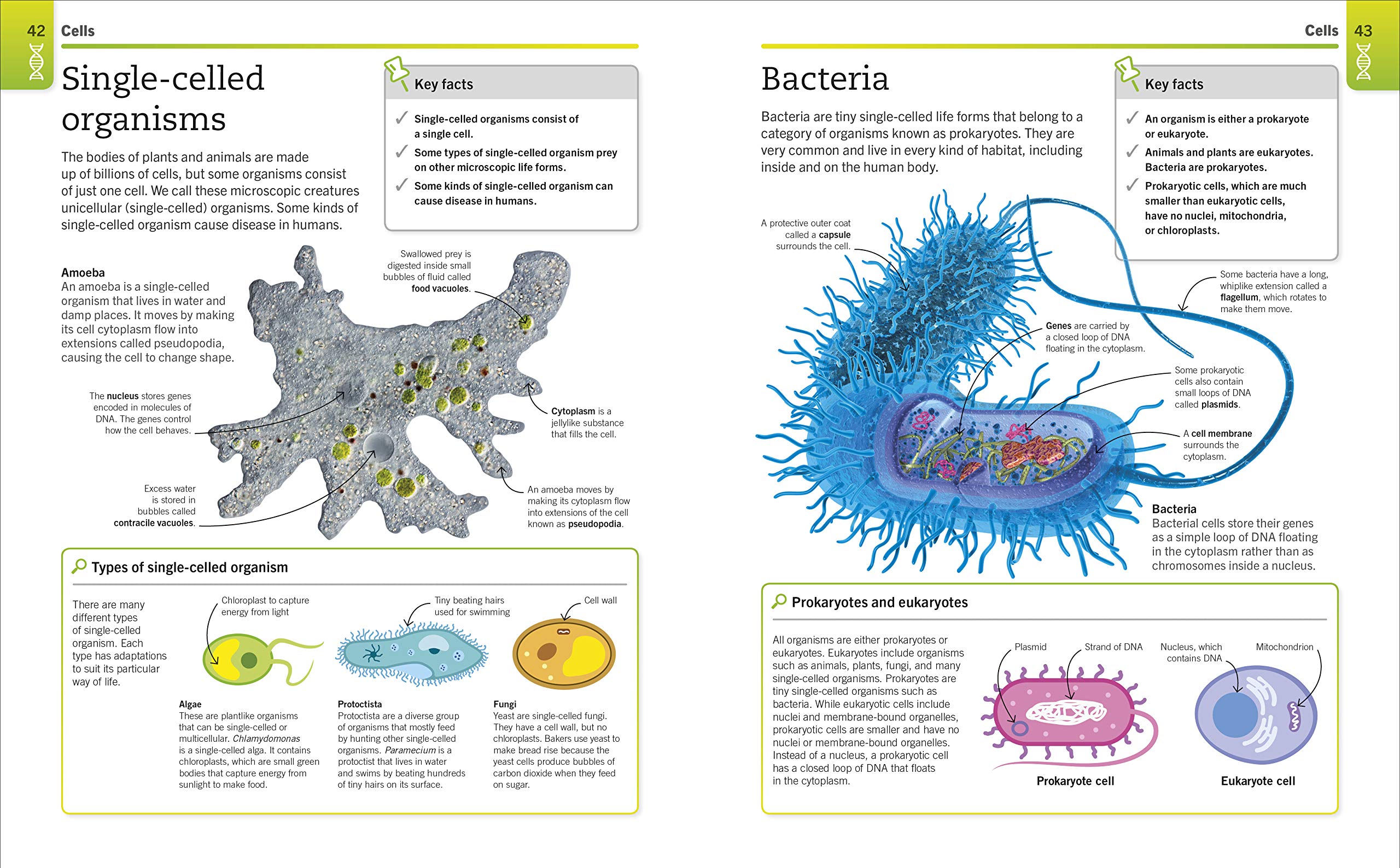 Super Simple Biology: The Ultimate Bitesize Study Guide