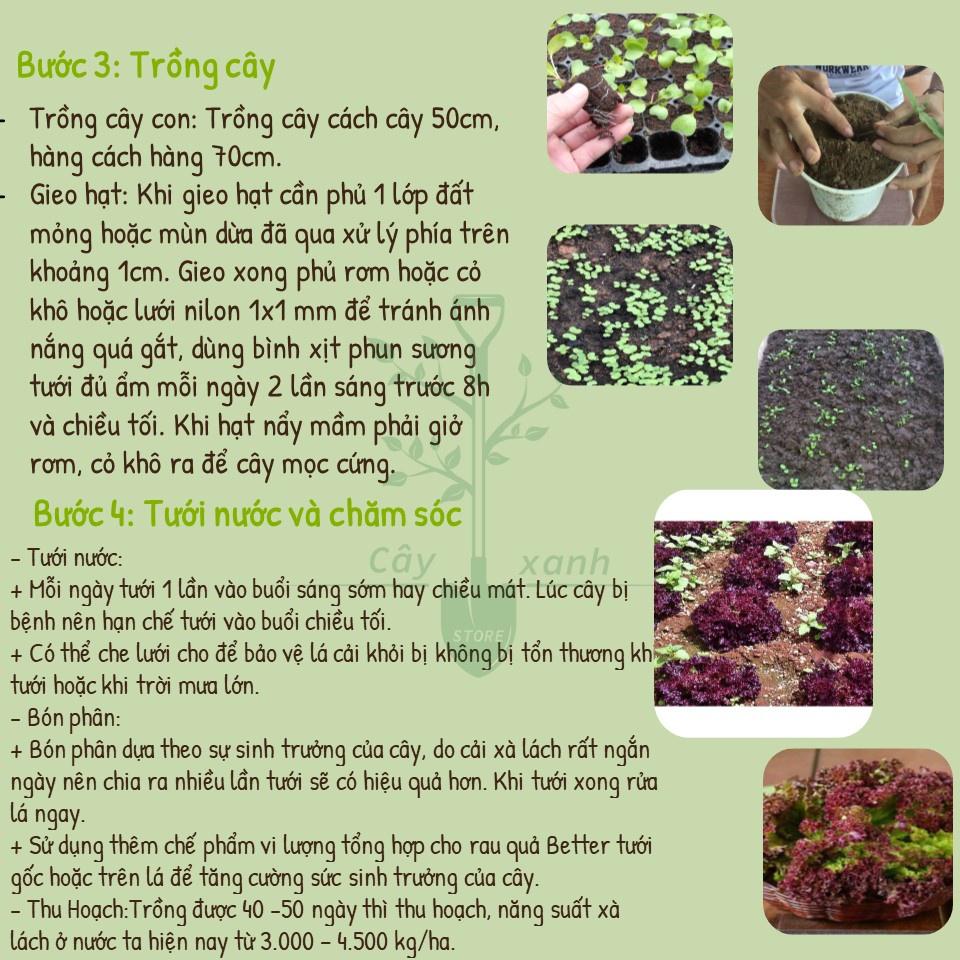 Hạt Giống Xà Lách Tím Xà Lách Lollo Rossa PN - 9 - Phú Nông Seeds