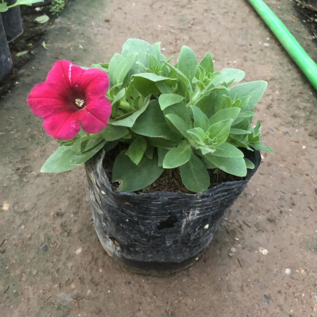 Cây hoa dạ yến thảo F2, chiều cao 15cm sức sống khỏe hoa cực bắt mắt dễ dàng chăm sóc thích hợp trang trí ban công
