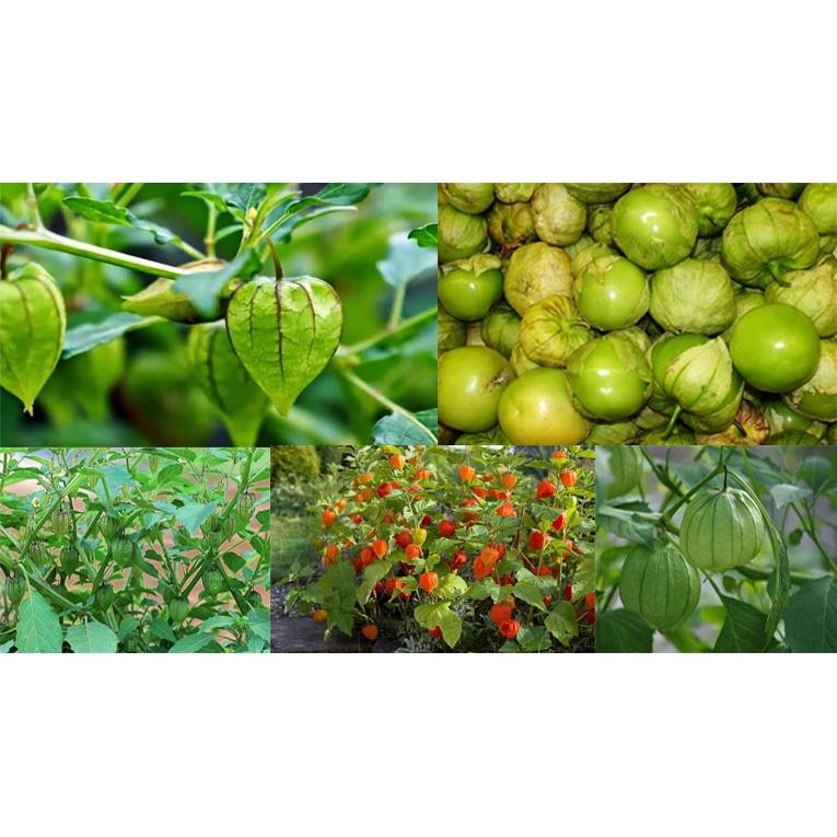 Cây Thù Lù ,cây tầm Bóp, Anh Đào Đất - cây giống