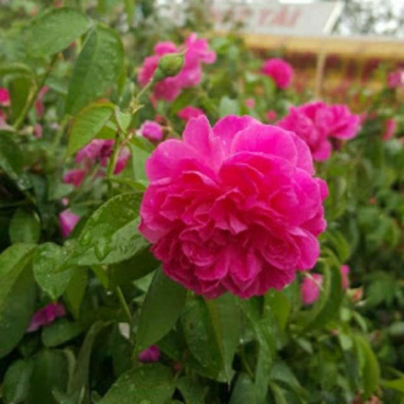 Cây Hồng Dây Leo