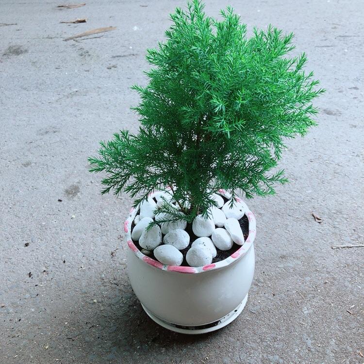 Chậu Cây Tùng Bồng Lai