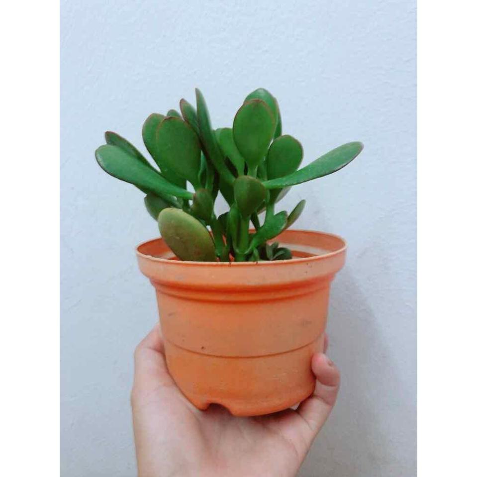 Chậu cây ngọc bích Bán Chạy