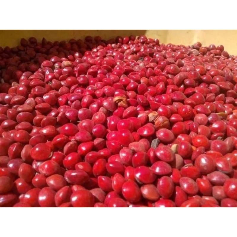 Hạt Giống cẩm đỏ