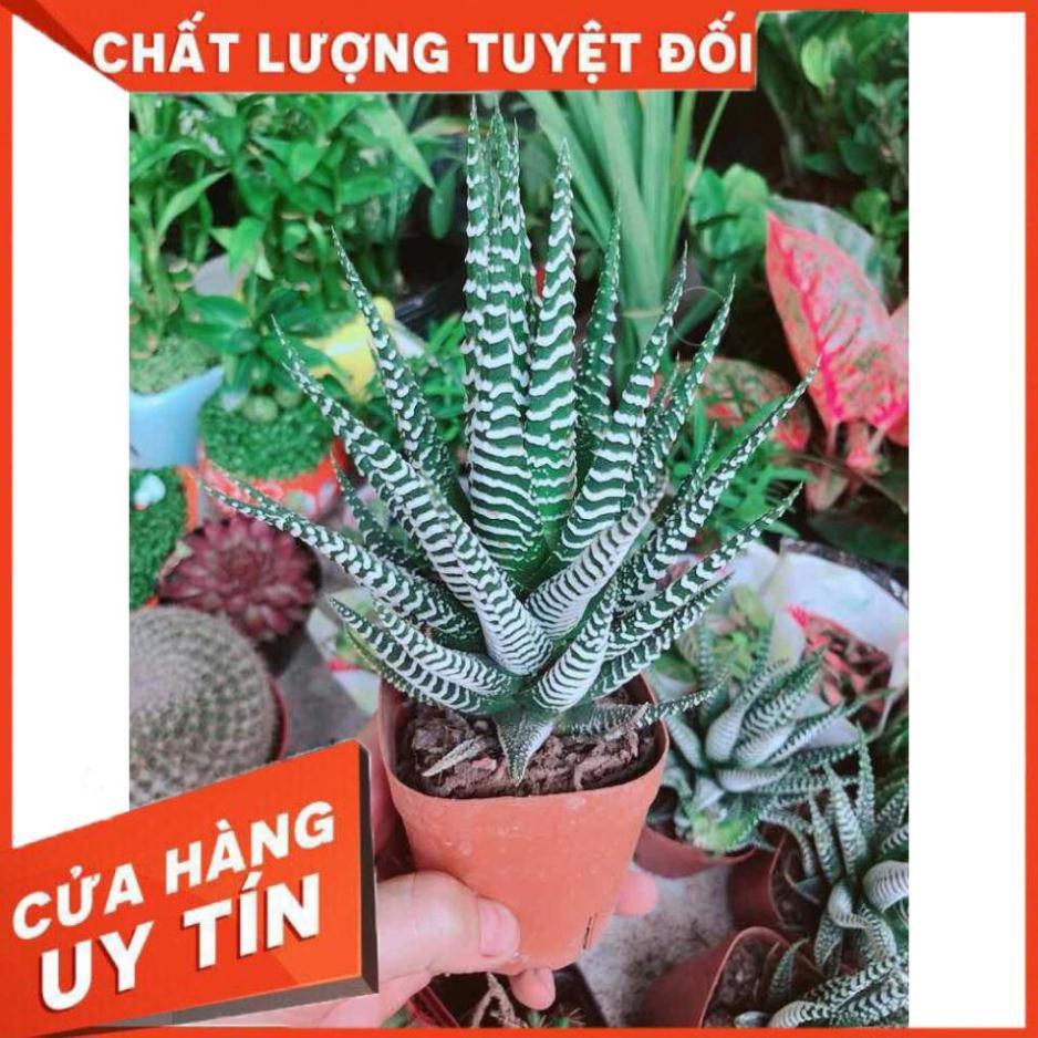 Chậu Móng Rồng Nhiều Người Mua