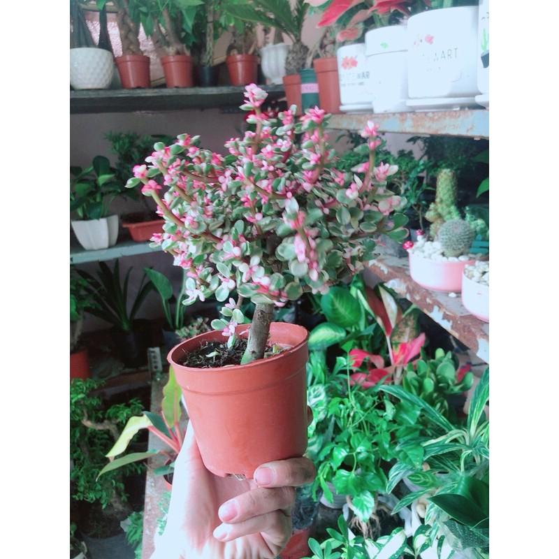 Chậu Cây Đô La Cổ Thụ