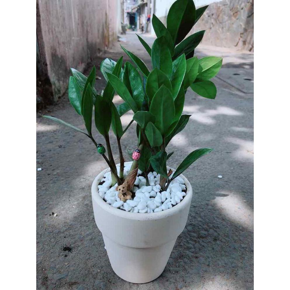 Chậu kim tiền thái Bán Chạy