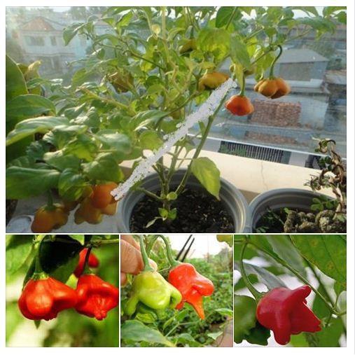 Combo 5 gói hạt giống ớt các loại - tặng 1 gói phân bón