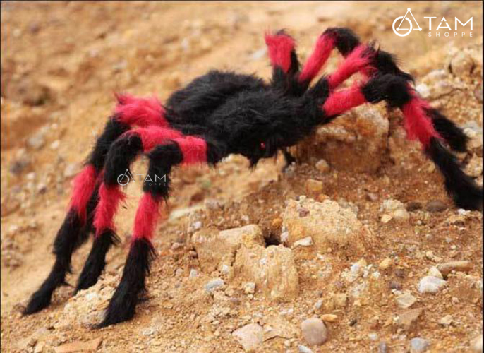 Nhện trang trí HALOWEEN 50-70cm