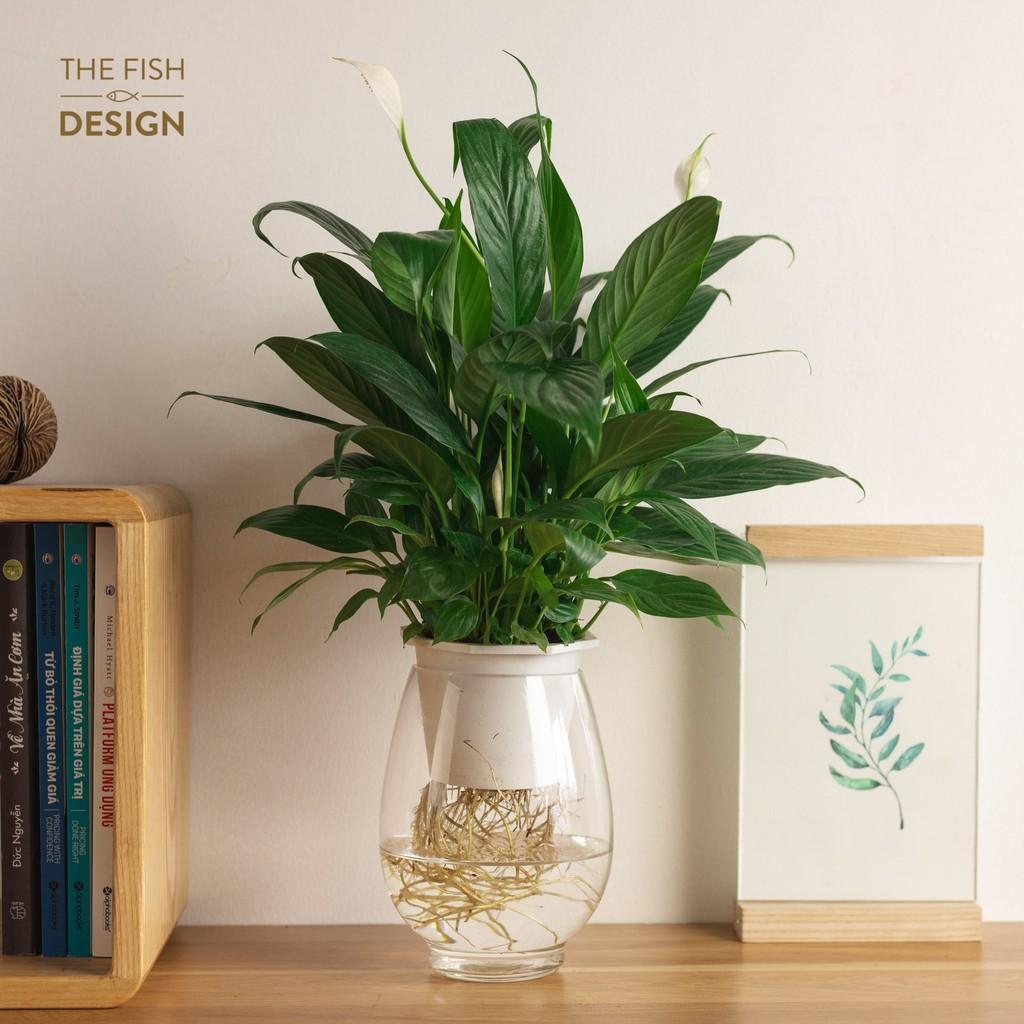 Bình cây lan ý thủy sinh | THE FISH SIZE L