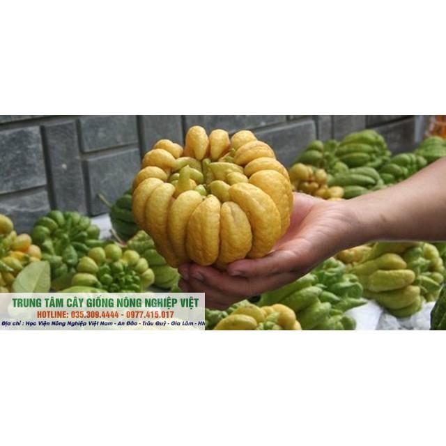 Cây Giống Phật Thủ