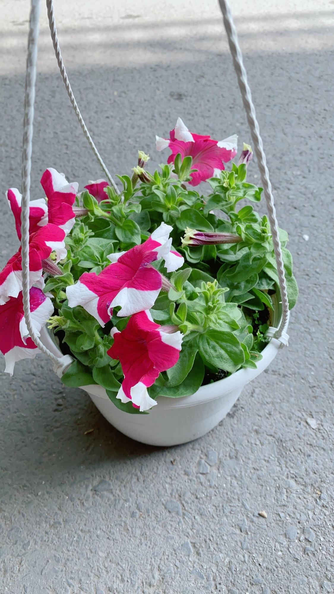 Chậu Hoa Dạ Yến Thảo