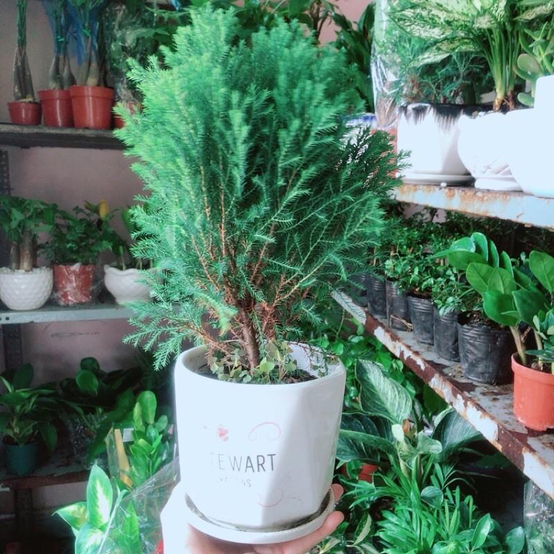 Cây Tùng Bồng Lai Kèm Chậu Sứ