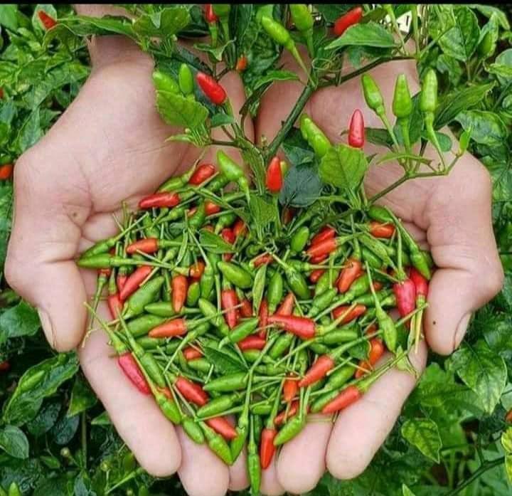 Cây Ớt Xiêm Xanh