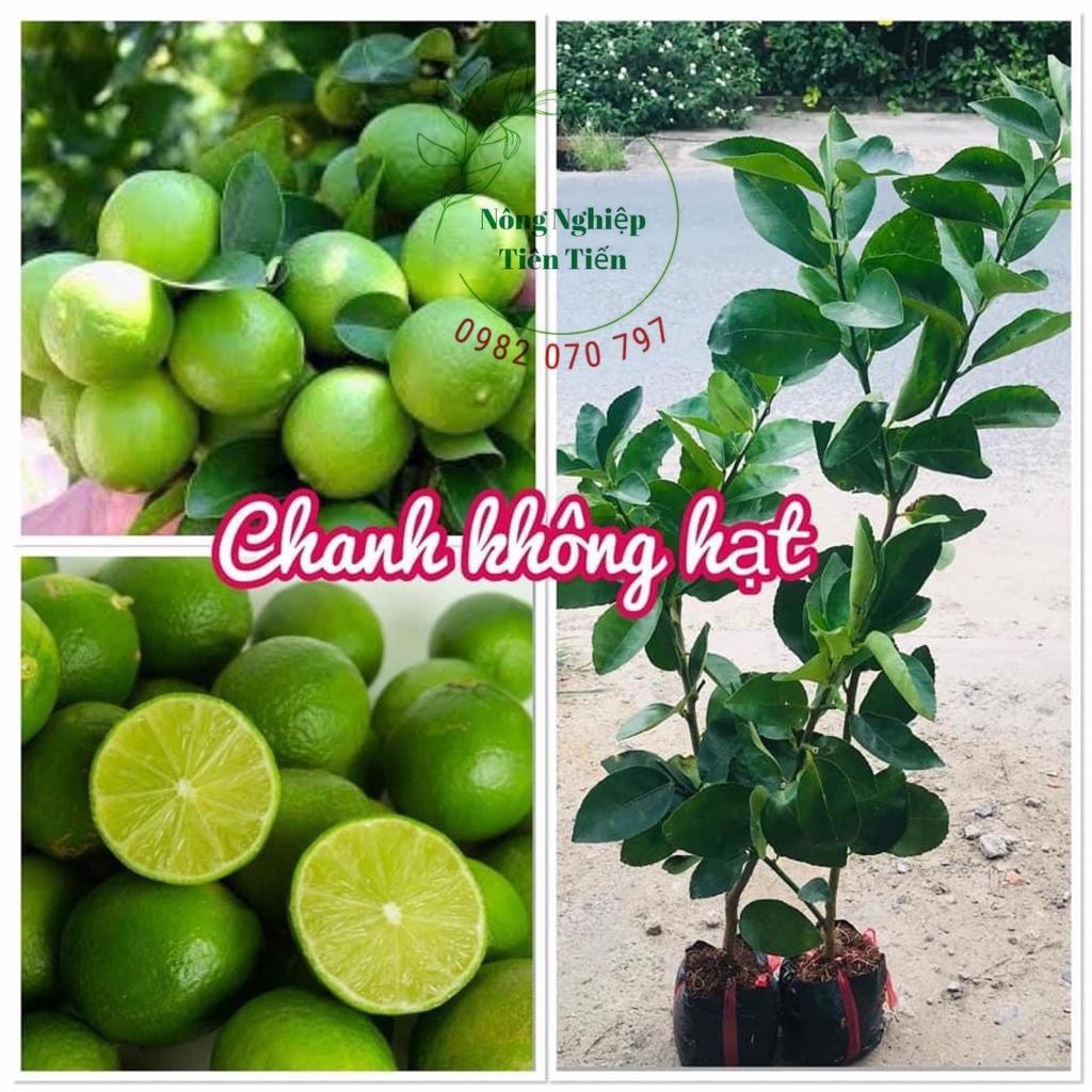 Cây giống chanh tứ quý đang quả(ảnh thật), chanh lùn nhiều quả mọng nước và rất thơm, cây giống chuẩn khỏe ít sâu hại