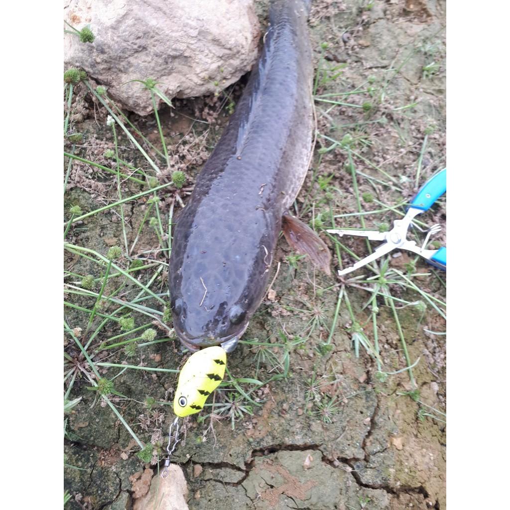 Mồi câu lure, nhái thái 3D